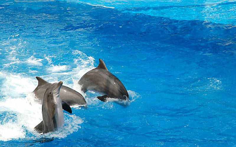 Wonders of Dubai Dolphinarium