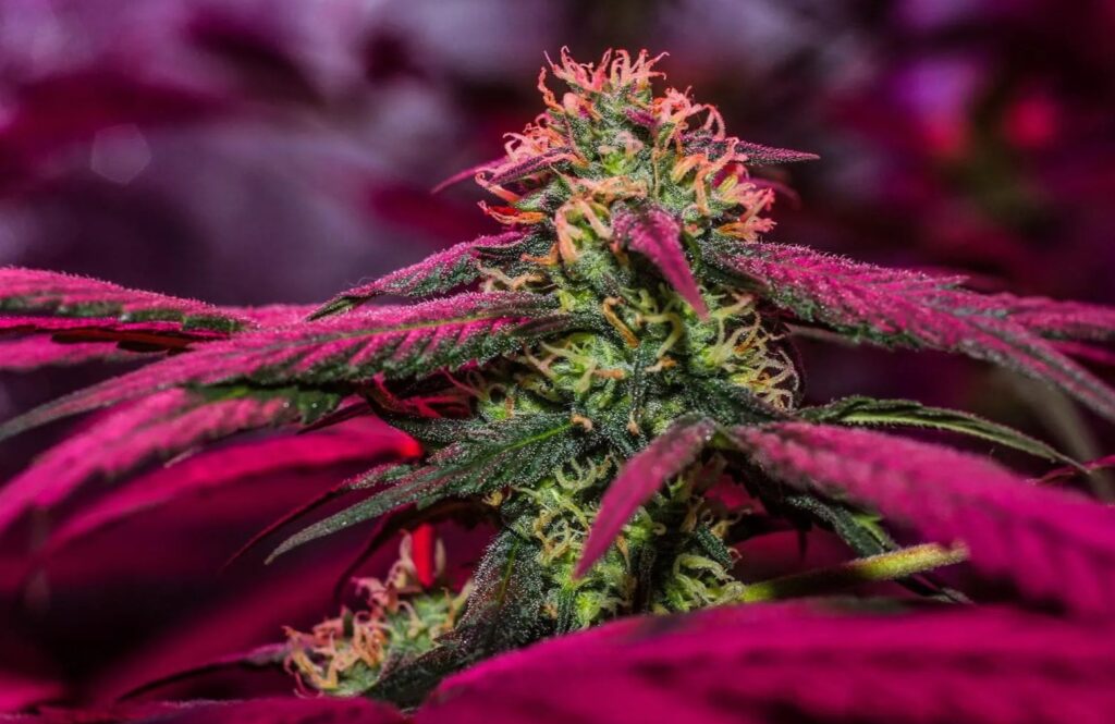 How to Choose High THCA Flower for Your Needs