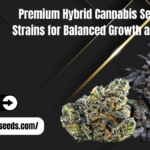 hybrid cannabis seeds