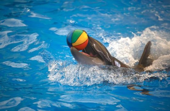 dolphin show phuket