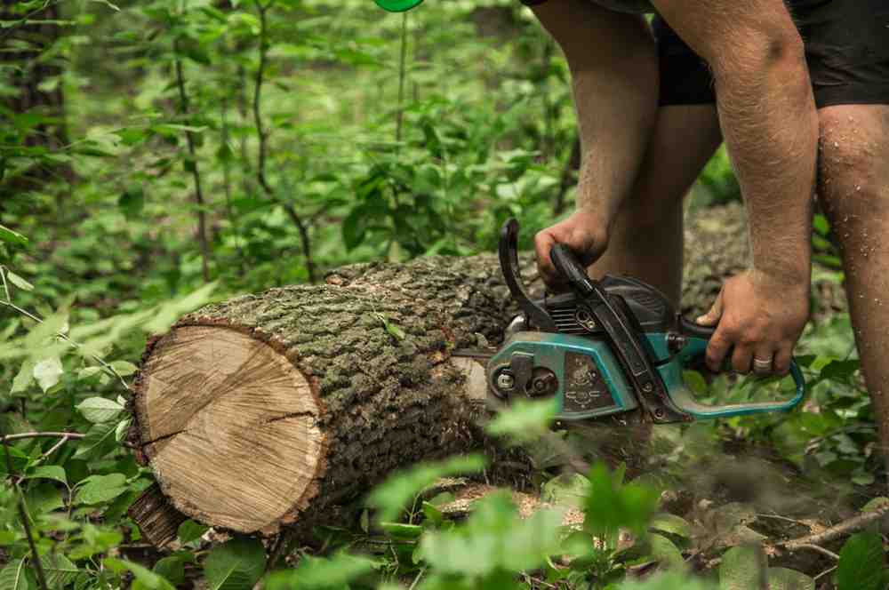 tree removal bonita spring fl