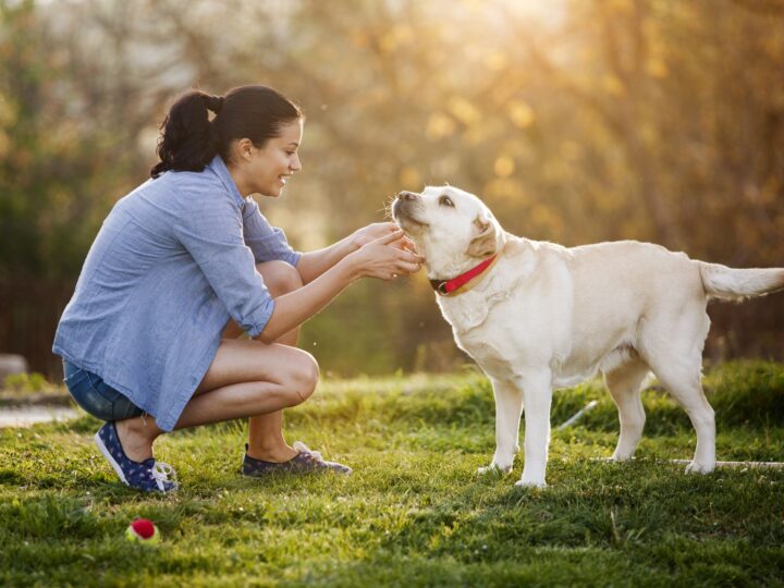 Which Greeley Trainers Offer Effective Programs For Dogs?