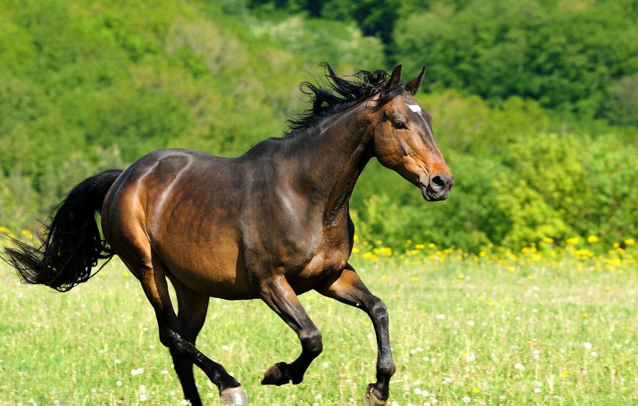 Find the Perfect Horses for Sales